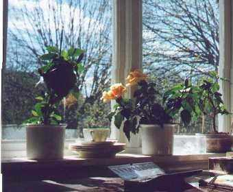 hibiscus in window