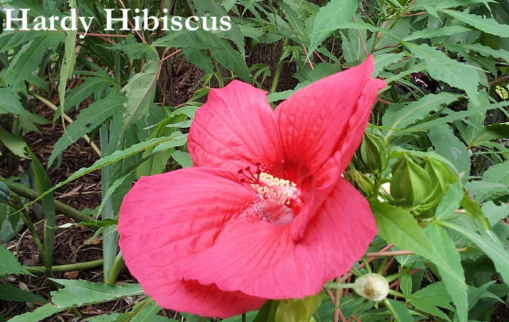 Dried Hibiscus Flower - Light