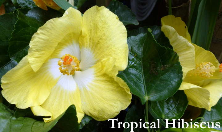 How to Care For Tropical Hibiscus